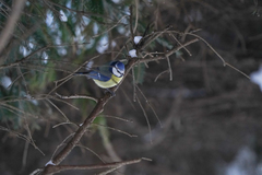Cyanistes caeruleus
