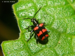 Neolema fasciata