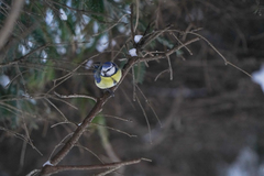 Cyanistes caeruleus