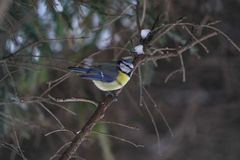 Cyanistes caeruleus