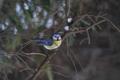 Cyanistes caeruleus