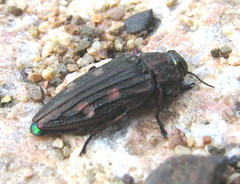 Chrysobothris chrysostigma