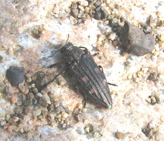 Chrysobothris chrysostigma