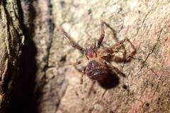 Pycnaxis