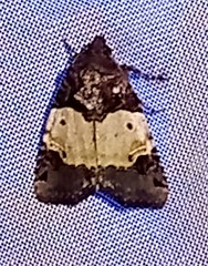 Hampsonodes naevia