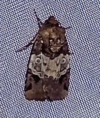 Hampsonodes naevia