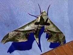 Adhemarius dariensis