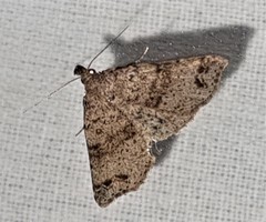 Lithilaria proestans