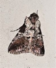 Orthaga rubridiscalis