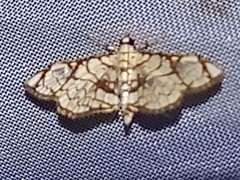 Hileithia obliqualis