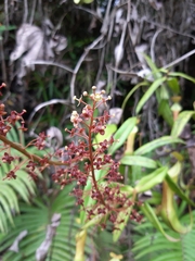 Nepenthes reinwardtiana
