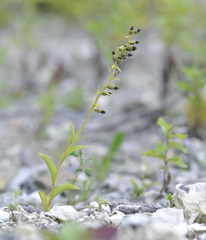 Epipactis atrorubens