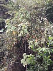 Nepenthes reinwardtiana