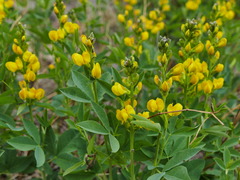 Thermopsis montana