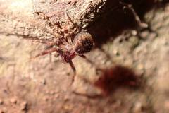 Pycnaxis
