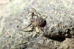 Pycnaxis