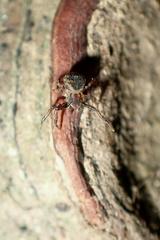 Pycnaxis