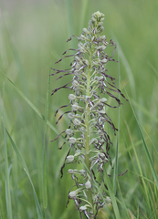 Himantoglossum hircinum
