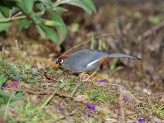 Pterorhinus mitratus