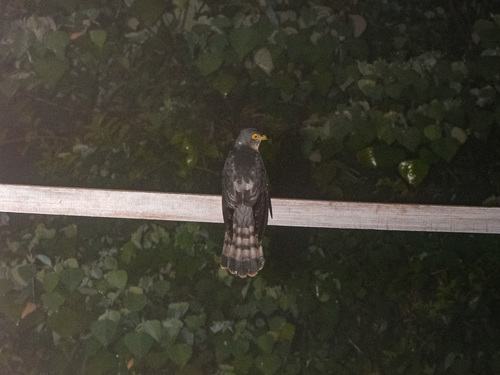 Hodgson's Hawk-Cuckoo (Hierococcyx nisicolor), photo 5