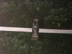 Hierococcyx nisicolor