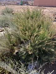 Reseda stenostachya