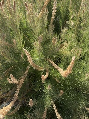 Reseda stenostachya