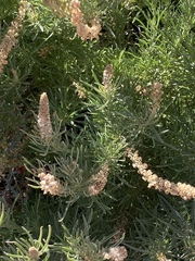 Reseda stenostachya