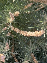 Reseda stenostachya