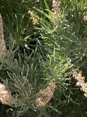 Reseda stenostachya