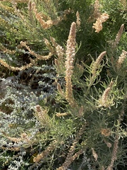 Reseda stenostachya