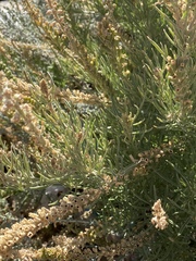Reseda stenostachya