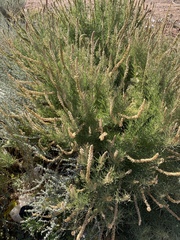 Reseda stenostachya