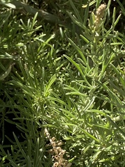 Reseda stenostachya