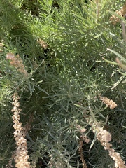Reseda stenostachya