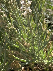 Reseda stenostachya