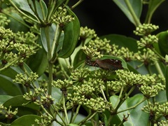 Euthalia adonia pinwilli
