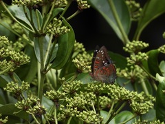 Euthalia adonia pinwilli