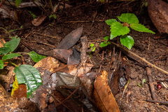Diploderma polygonatum xanthostomum