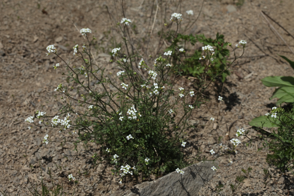 Murbeckiella huetii