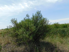 Baccharis punctulata