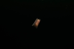 Gastropteron pacificum