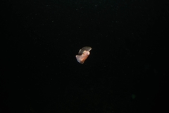 Gastropteron pacificum