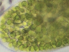 Chlorella