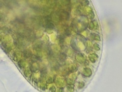 Chlorella