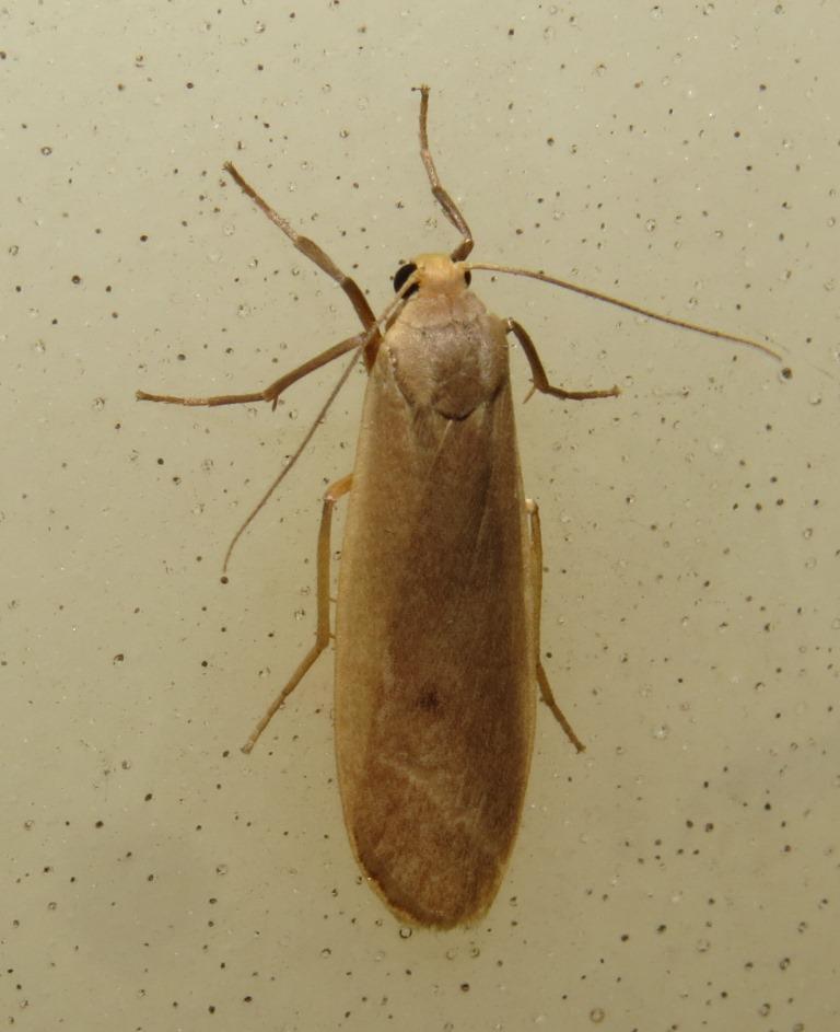 Eilema brunneotincta