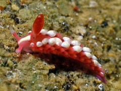 Babakina indopacifica