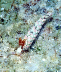 Babakina indopacifica