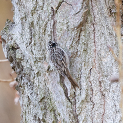 Certhia brachydactyla