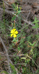 Hibbertia amplexicaulis